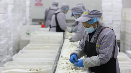 聚鏈成群逐綠向新 一朵菌菇引領食用菌產(chǎn)業(yè)的蝶變升級